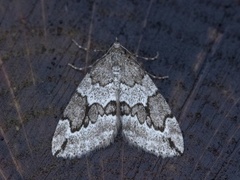 Juniper Carpet (Thera juniperata)