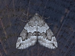 Grå einerbarmåler (Thera juniperata)