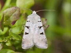 Autumnal Rustic (Eugnorisma glareosa)