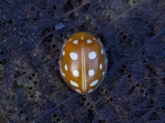 Orange Ladybird (Halyzia sedecimguttata)