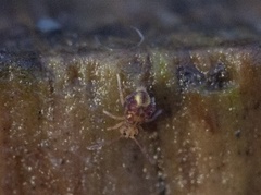 Dicyrtomina saundersi