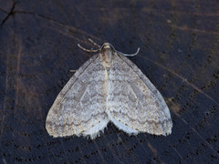 Winter Moth (Operophtera brumata)