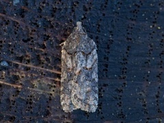 Granflatvikler (Acleris abietana)