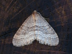 Winter Moth (Operophtera brumata)