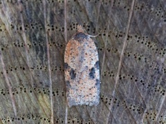 Bjørkeflatvikler (Acleris notana)