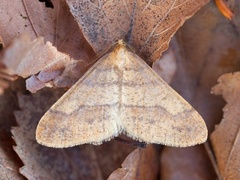Scarce Umber (Agriopis aurantiaria)