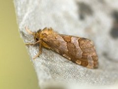 Dvergroteter (Phymatopus hecta)