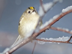 Fuglekonge (Regulus regulus)