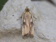 Dark-fringed Flat-body (Agonopterix nervosa)