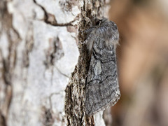 Vårhalvspinner (Achlya flavicornis)