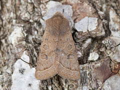 Tverrlinjet seljefly (Orthosia cerasi)