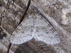 Early Tooth-striped (Trichopteryx carpinata)