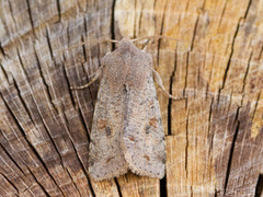 Clouded Drab (Orthosia incerta)