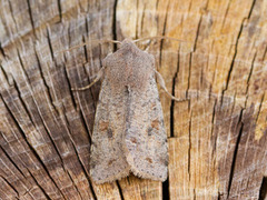 Variabelt seljefly (Orthosia incerta)