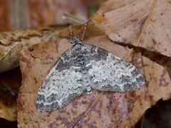 The Seraphim (Lobophora halterata)