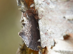 Brun vårtannspinner (Odontosia carmelita)