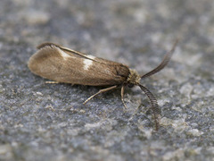 Pale Feathered Bright (Incurvaria pectinea)