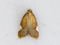 Rød flatvikler (Acleris holmiana)