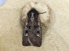 Square-spot Dart (Euxoa obelisca)