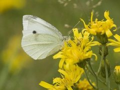 Small White (Pieris rapae)
