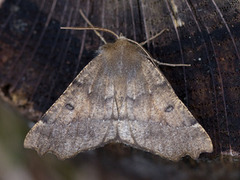 Scalloped Hazel (Odontopera bidentata)