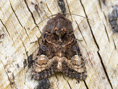 Lyktebærerfly (Euplexia lucipara)