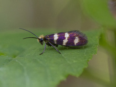 Yellow-barred Gold (Micropterix aureatella)