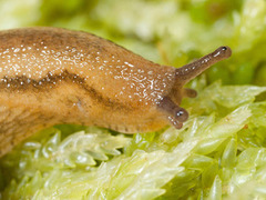 Dusky Arion (Arion fuscus)