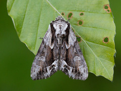 Raggfly (Hyppa rectilinea)