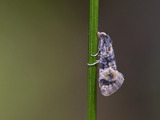Dvergpraktvikler (Cochylis nana)