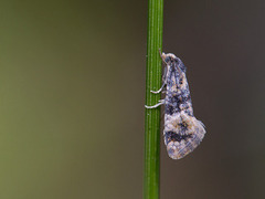 Dvergpraktvikler (Cochylis nana)