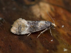 Birch Conch (Cochylis nana)