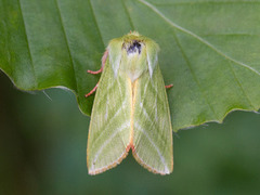 Rødfrynset båtfly (Pseudoips prasinana)