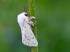 White Ermine (Spilosoma lubricipeda)
