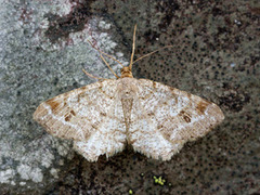 Dusky Peacock (Macaria signaria)