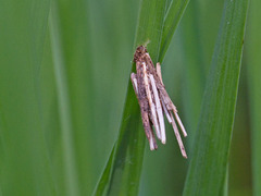 Sekkspinnere (Psychidae)