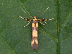 Stathmopoda pedella