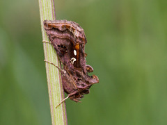 Fiolettbrunt metallfly (Autographa pulchrina)