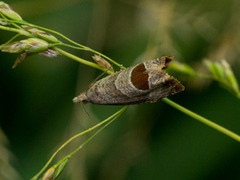 Rustrød rosevikler (Notocelia uddmanniana)