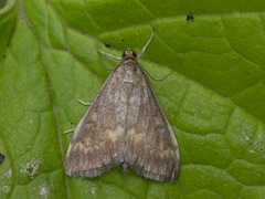 Maispyralide (Ostrinia nubilalis)