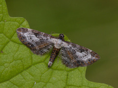 Burotdvergmåler (Eupithecia succenturiata)
