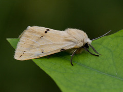 Gul tigerspinner (Spilarctia lutea)