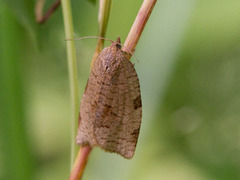 Large Ivy Tortrix (Lozotaenia forsterana)