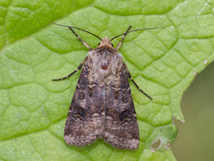 Brunpudret jordfly (Agrotis clavis)