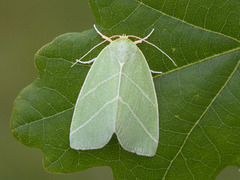 Eikebåtfly (Bena bicolorana)