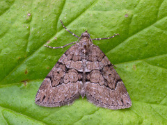 Chestnut-coloured Carpet (Thera cognata)