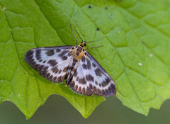 Small Magpie (Anania hortulata)