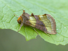 Burnished Brass (Diachrysia chrysitis)