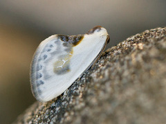 Slåpetornsigdvinge (Cilix glaucata)