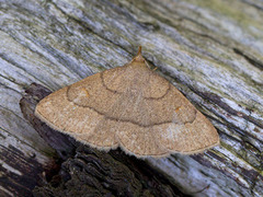 Gulbrunt viftefly (Paracolax tristalis)